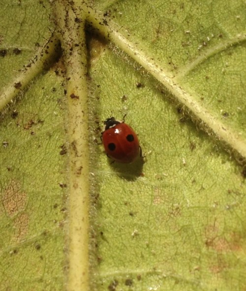 Adalia bipunctata
