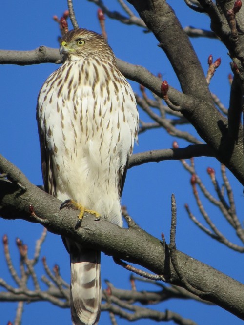 Accipiter cooperii