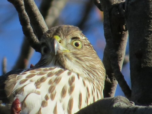 Accipiter cooperii