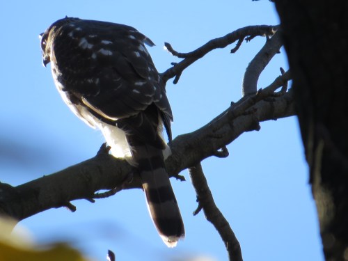 Accipiter cooperii
