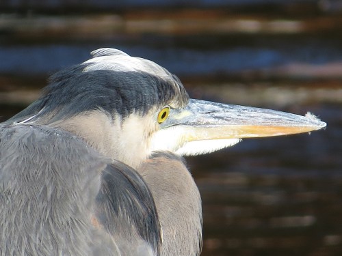 Ardea herodias