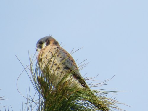 Falco sparverius