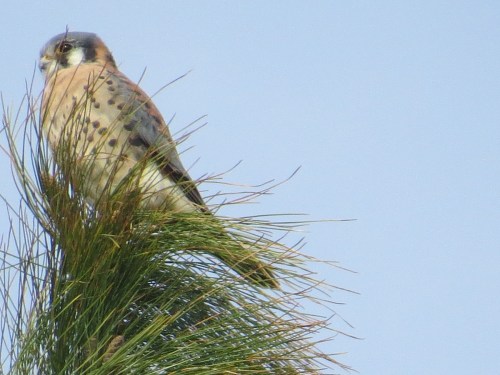 Falco sparverius