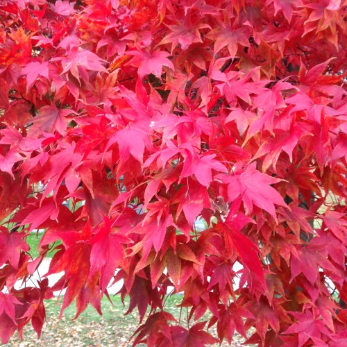Acer palmatum