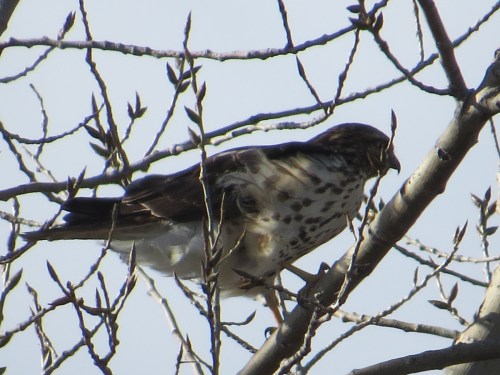 Buteo lineatus