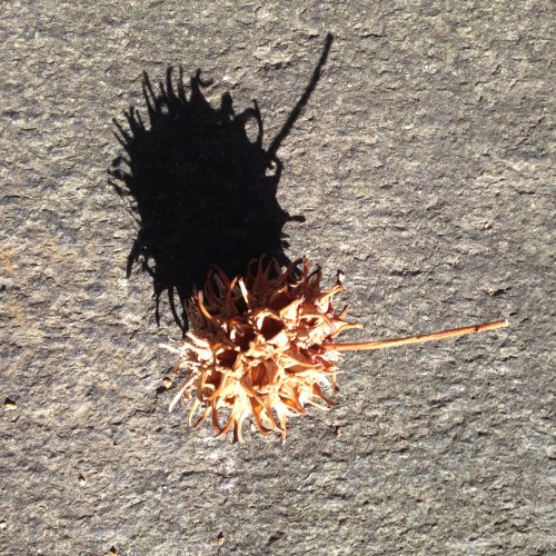 Liquidambar styraciflua