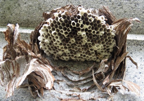 Dolichovespula maculata