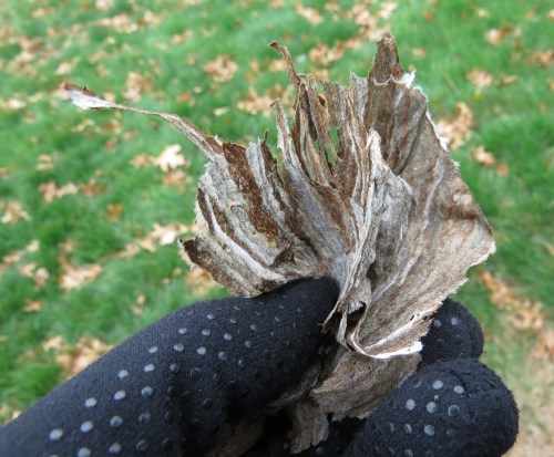 Dolichovespula maculata