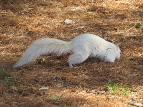 Sciurus carolinensis