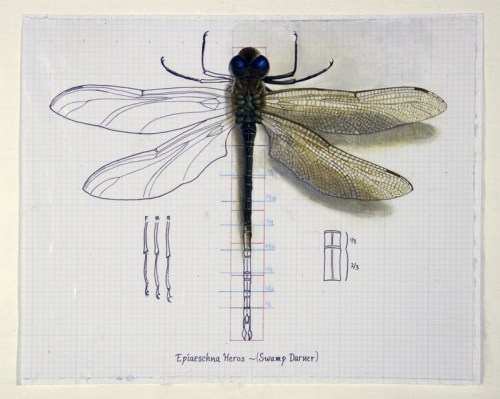 ZYP0109-SwampDarner -800px