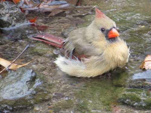 Cardinalis cardinalis