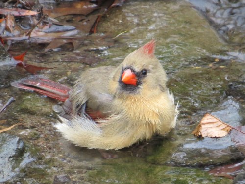 Cardinalis cardinalis