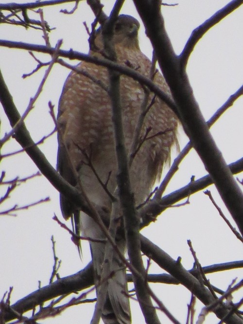 Accipiter cooperii