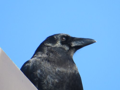 Corvus brachyrhynchos
