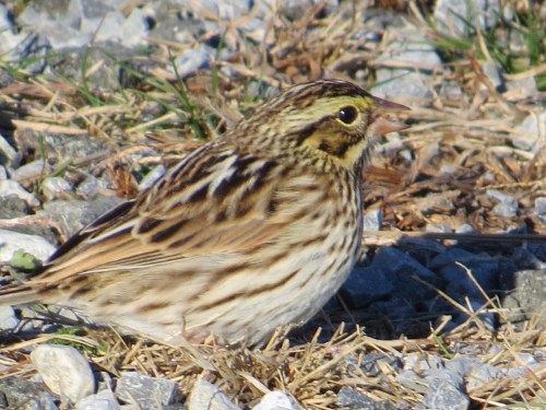 Passerculus sandwichensis