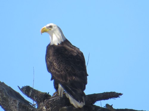 Haliaeetus leucocephalus