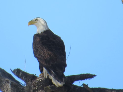 Haliaeetus leucocephalus