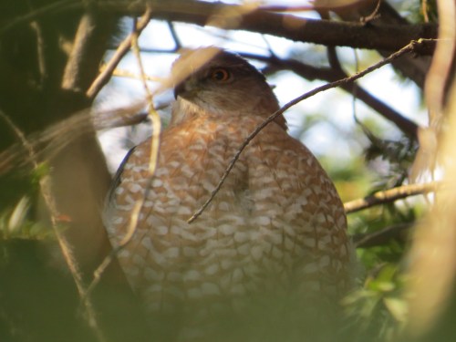 Accipiter cooperii
