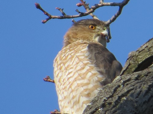 Accipiter cooperii