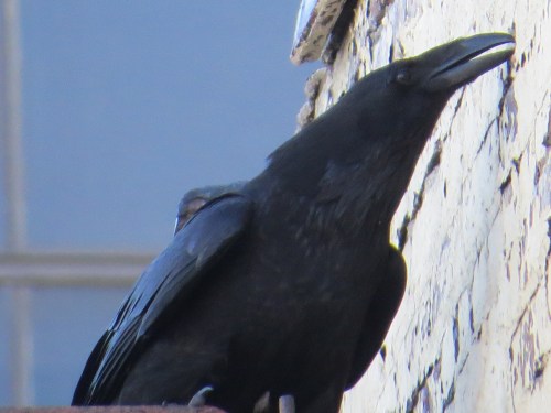 Corvus corax