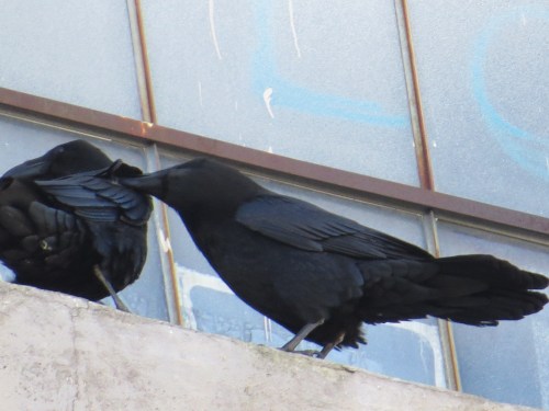 Corvus corax