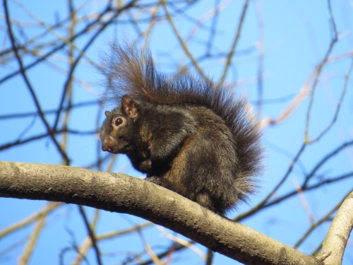 Sciurus carolinensis