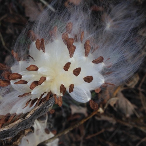 milkweed