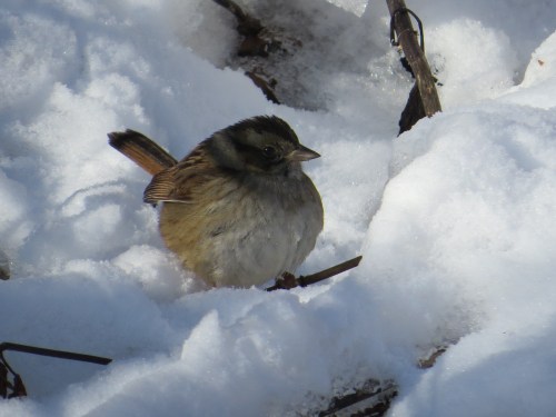 Zonotrichia albicollis
