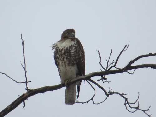 Buteo jamaicensis
