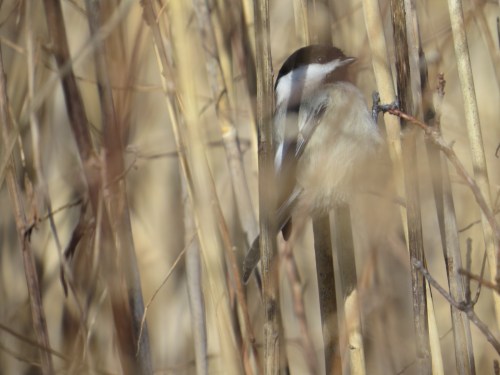 Poecile atricapillus
