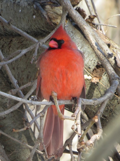 Cardinalis cardinalis