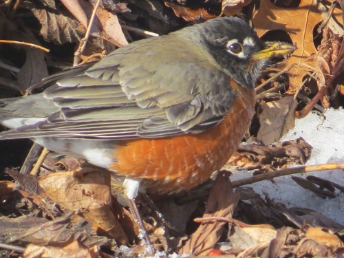 Turdus migratorius