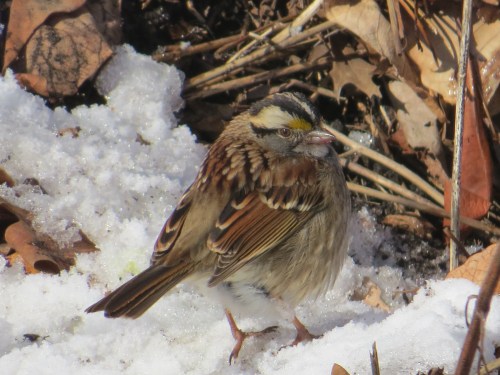 Zonotrichia albicollis
