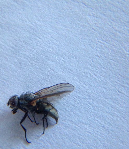 Diptera