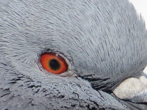 Columba livia