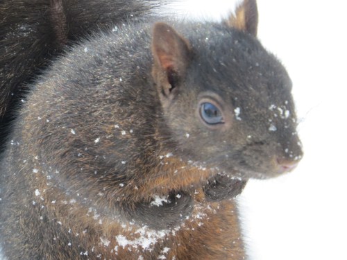 Sciurus carolinensis