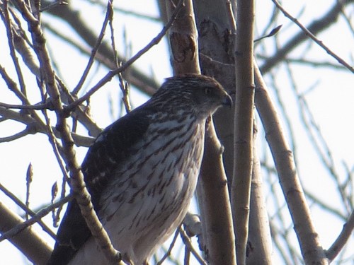 Accipiter cooperii