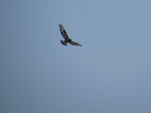 Buteo lagopus