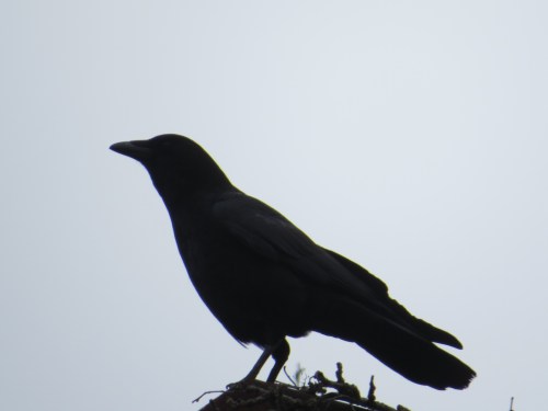 Corvus brachyrhynchos