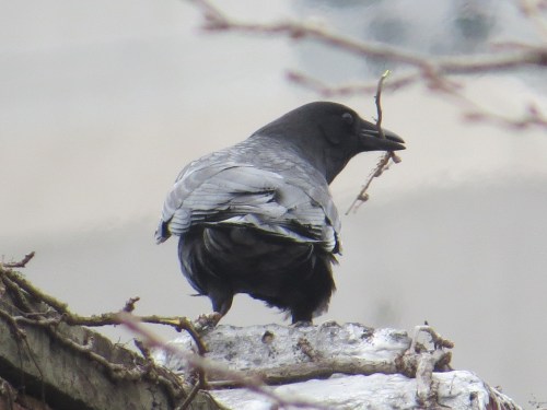 Corvus brachyrhynchos