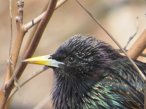 Sturnus vulgaris