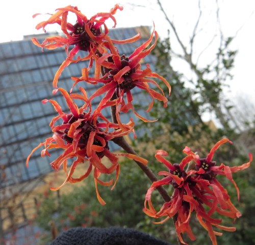 Hamamelis