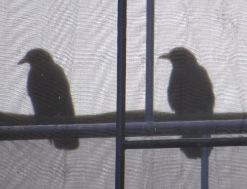 Corvus brachyrhynchos