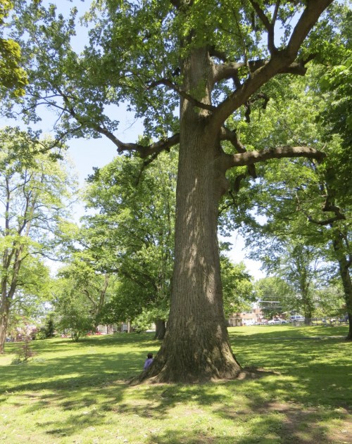 Liriodendron tulipifera