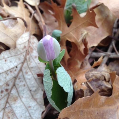 Sanguinaria canadensis