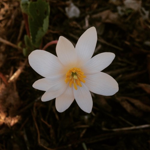 Sanguinaria canadensis