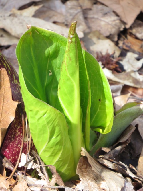 Symplocarpus foetidus