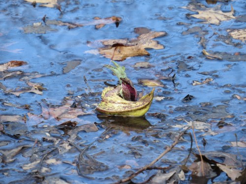 Symplocarpus foetidus