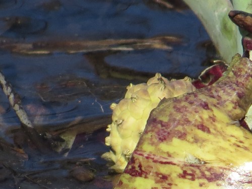 Symplocarpus foetidus