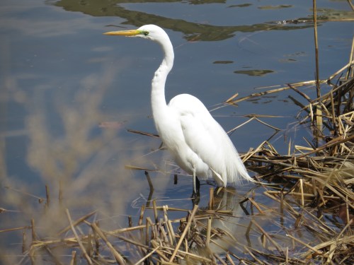 Ardea alba